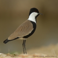 Cíbik tŕňokrídly - Vanellus spinosus - Spur-winged Lapwing