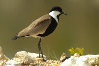 Cíbik tŕňokrídly - Vanellus spinosus - Spur-winged Lapwing