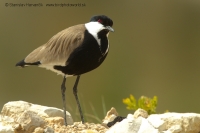 Cíbik tŕňokrídly - Vanellus spinosus - Spur-winged Lapwing