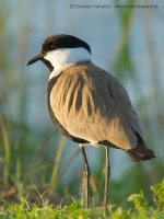 Cíbik tŕňokrídly - Vanellus spinosus - Spur-winged Lapwing