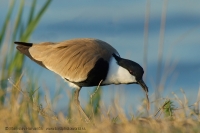 Cíbik tŕňokrídly - Vanellus spinosus - Spur-winged Lapwing