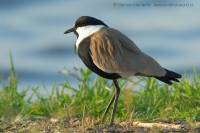 Cíbik tŕňokrídly - Vanellus spinosus - Spur-winged Lapwing