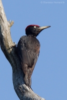 Tesár čierny - Dryocopus martius - Black Woodpecker