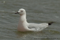 Čajka tenkozobá - Croicocephalus genei - Slender-billed Gull