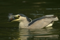 Chavkoš nočný _ Nycticorax nycticorax - Night Heron