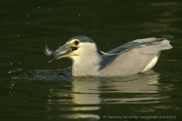 Chavkoš nočný _ Nycticorax nycticorax - Night Heron