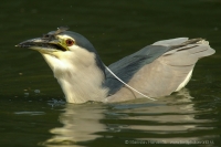 Chavkoš nočný _ Nycticorax nycticorax - Night Heron