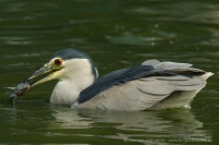 Chavkoš nočný _ Nycticorax nycticorax - Night Heron