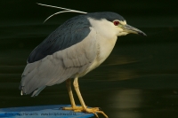 Chavkoš nočný _ Nycticorax nycticorax - Night Heron