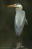 Volavka popolavá - Ardea cinerea - Grey Heron