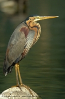Volavka purpurová - Ardea purpurea - Purple Heron