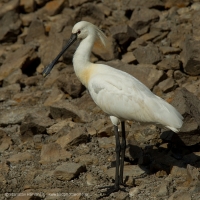Lyžičiar biely - Platalea leucorodia - Spoonbill