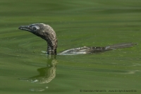 Kormorán malý - Microcarbo pygmeus - Pygmy Cormorant