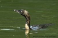 Kormorán malý - Microcarbo pygmeus - Pygmy Cormorant