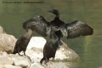 Kormorán malý - Microcarbo pygmeus - Pygmy Cormorant