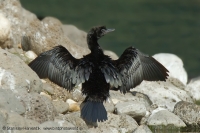 Kormorán malý - Microcarbo pygmeus - Pygmy Cormorant