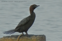 Kormorán malý - Microcarbo pygmeus - Pygmy Cormorant