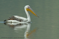 Pelikán ružový - Pelecanus onocrotalus - White Pelican
