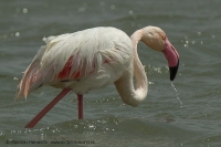 Plameniak ružový - Phoenicopterus roseus -. Flamingo
