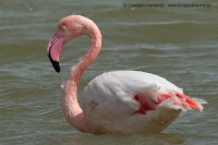 Plameniak ružový - Phoenicopterus roseus -. Flamingo
