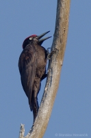 Tesár čierny - Dryocopus martius - Black Woodpecker