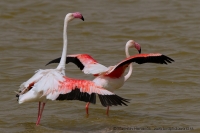 Plameniak ružový - Phoenicopterus roseus -. Flamingo