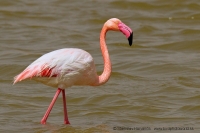 Plameniak ružový - Phoenicopterus roseus -. Flamingo
