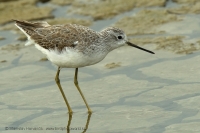 Kalužiak štíhly - Tringa stagnatilis - Marsh Sandpiper