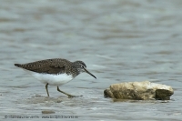 Kalužiak perlavý - Tringa ochropus - Green Sandpiper