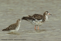 Bojovník bahenný - Philomachus pugnax - Ruff