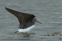 Kalužiak perlavý - Tringa ochropus - Green Sandpiper