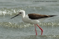 Šišila bocianovitá - Himantopus himantopus - Black-winged Stilt