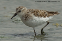 Pobrežník malý - Calidris minuta - Little Stint