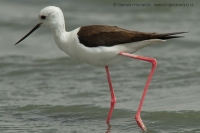 Šišila bocianovitá - Himantopus himantopus - Black-winged Stilt