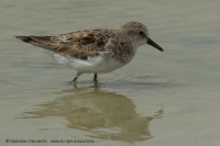 Pobrežník malý - Calidris minuta - Little Stint