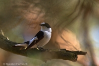 Muchárik bielokrký - Ficedula albicollis - Collared Flycatcher