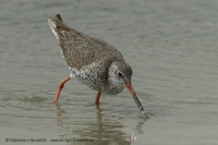 Kalužiak červenonohý - Tringa totanus - Redshank