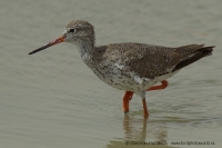 Kalužiak červenonohý - Tringa totanus - Redshank