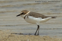 Kulík morský - Charadrius alexandrinus - Kentish Plover