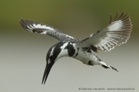 Rybárec strakatý - Ceryle rudis - Pied Kingfisher