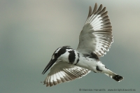 Rybárec strakatý - Ceryle rudis - Pied Kingfisher