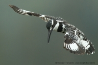 Rybárec strakatý - Ceryle rudis - Pied Kingfisher