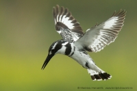 Rybárec strakatý - Ceryle rudis - Pied Kingfisher