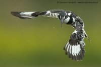 Rybárec strakatý - Ceryle rudis - Pied Kingfisher