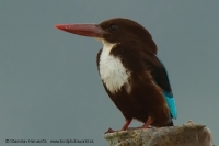 Rybárikovec hnedohlavý - Halcyon smyrnensis - White-throated Kingfisher