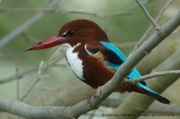 Rybárikovec hnedohlavý - Halcyon smyrnensis - White-throated Kingfisher