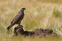 Sokol rároh - Falco cherrug - Saker Falcon