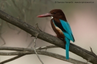 Rybárikovec hnedohlavý - Halcyon smyrnensis - White-throated Kingfisher