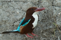 Rybárikovec hnedohlavý - Halcyon smyrnensis - White-throated Kingfisher