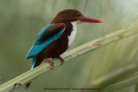 Rybárikovec hnedohlavý - Halcyon smyrnensis - White-throated Kingfisher